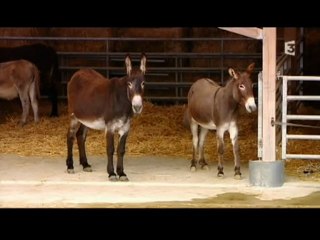 Asinerie des Varennes - 30 millions d'amis