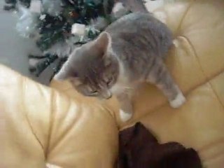 Chat fou