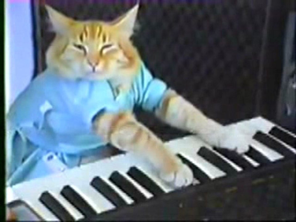 chat qui joue du piano
