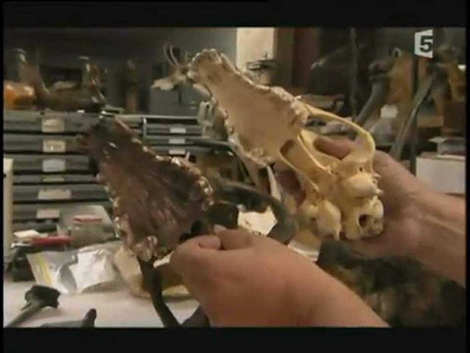 predateurs de la prehistoire les loups d'autrefois1