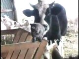 les vaches et le chat