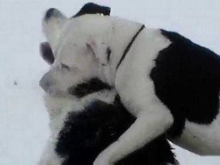 BOHÈME the great pitbull