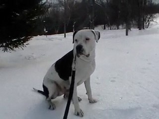 BOHÈME the great pitbull and KISS ... My better friends