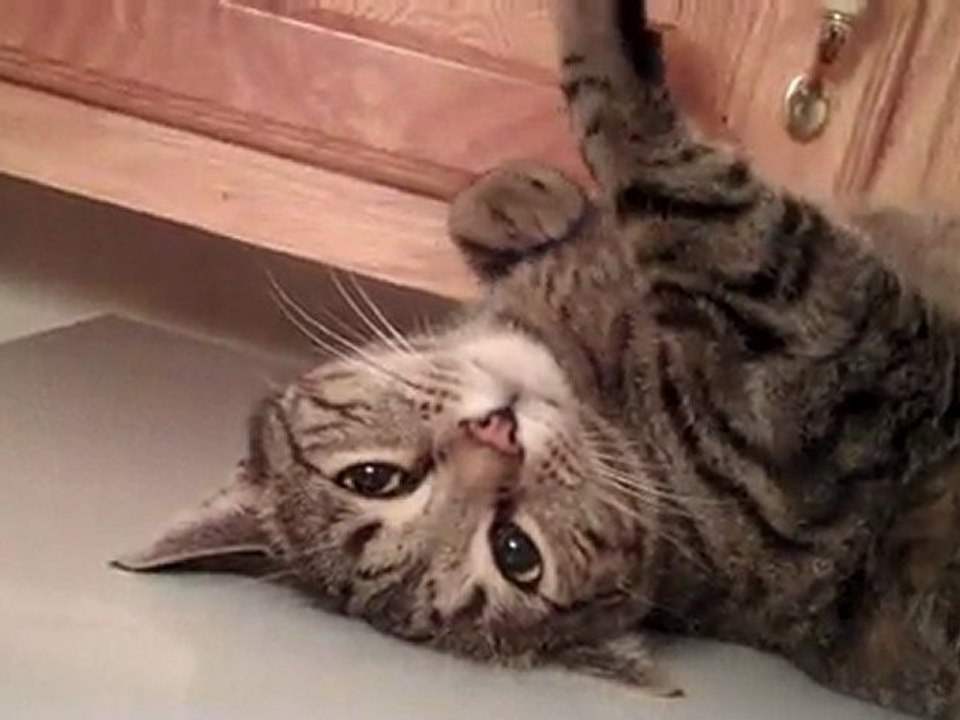 Bailey Mugs For The Camera.