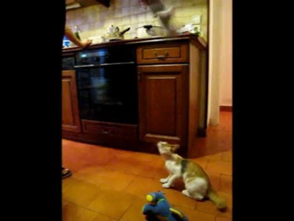 Jack et Siam en action