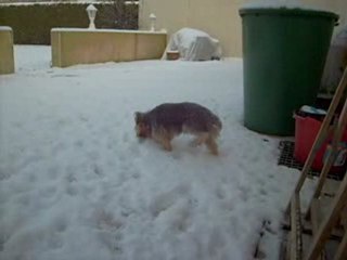bamby aime manger la neige