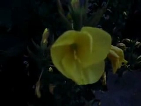 Ezan Okunurken Açan Çiçek