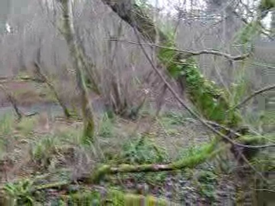 baptème de l'eau pour des chiots Pointer