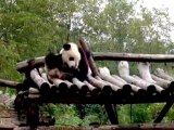 Panda se grattant le dos, Chengdu, Sichuan.