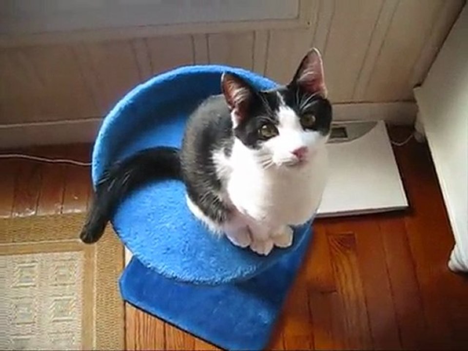 aladin "ce rêve bleu". pour winni mon chat