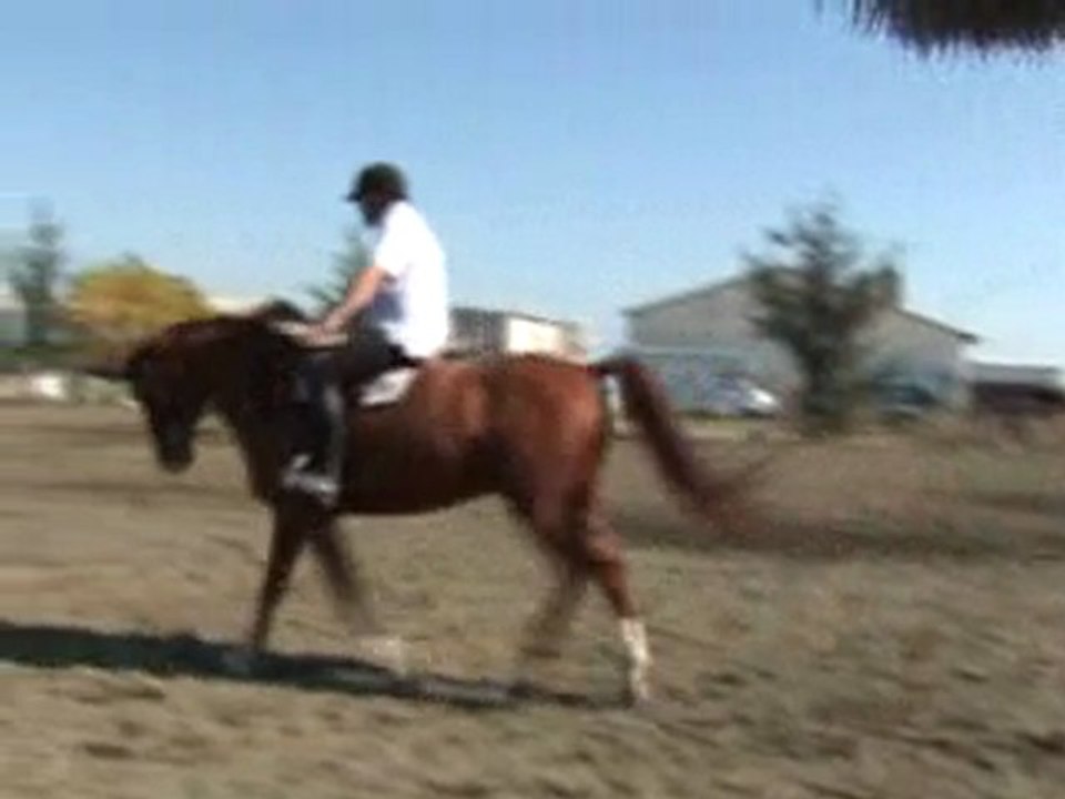 "Les mains" et report de poids vers l'arrière au galop (Keno