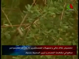 huile d'argan marocco vs huile d'argan algerie