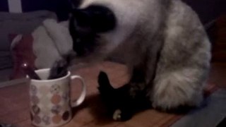 Kimi - le chat qui buvait avec la patte
