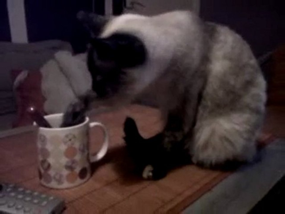 Kimi - le chat qui buvait avec la patte