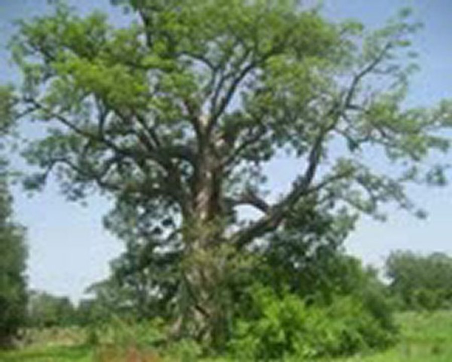 PRESENTATION DE DES SAVANES AU TOGO