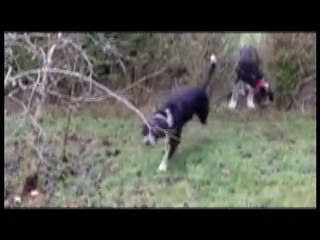 Milou, Nala, Ellie et Eliot, au jardin.