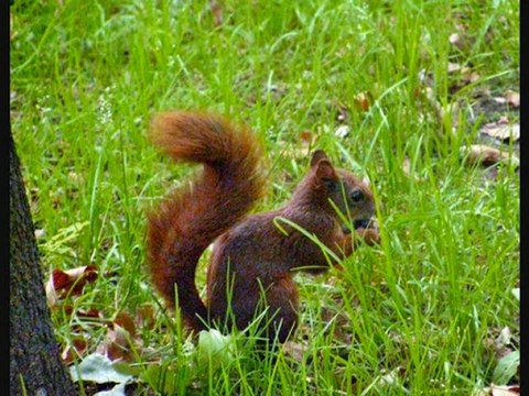 Gronicki - Śtyry Strony