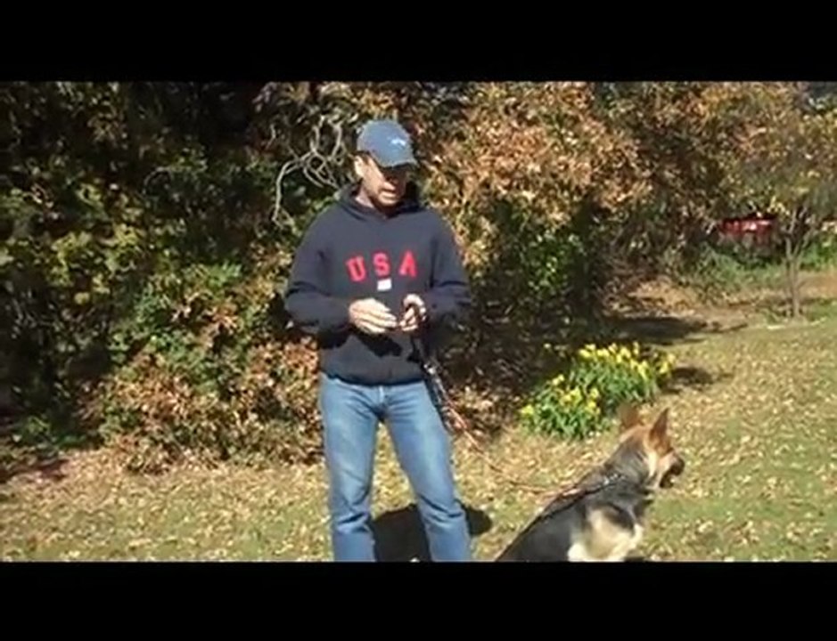 Bungee Training Dog Leash