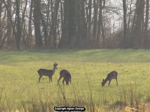 Chevreuils et Compagnie ( Animaux, Faune sauvage)