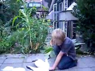 Kelebek Güvercin Videosu - Trakyaguvercin.com