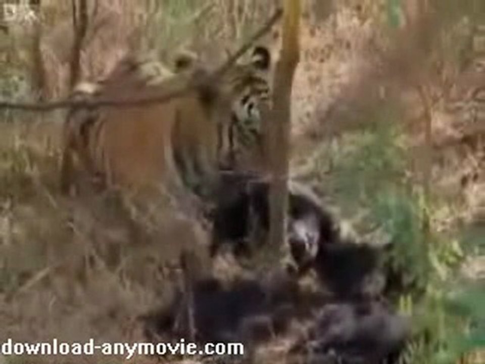 Tiger vs Bear