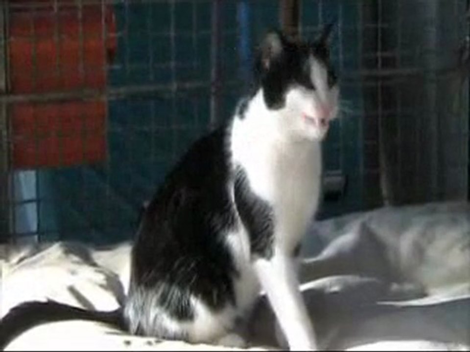 Clarence - 26 décembre 2009