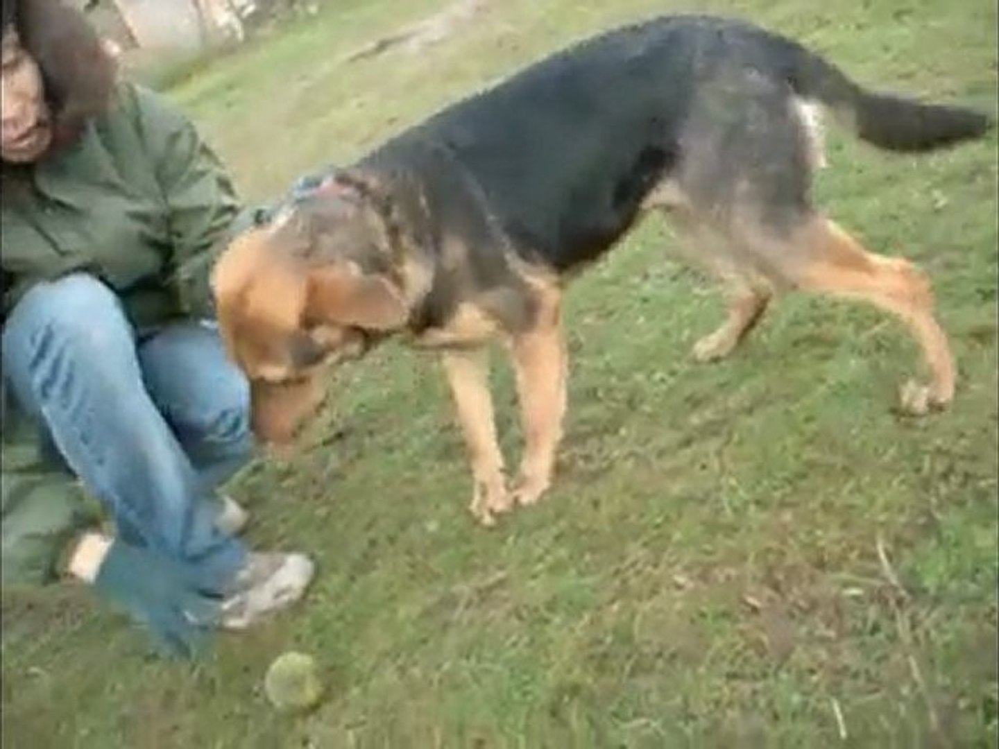 Zebulon Berger Croisé Griffon