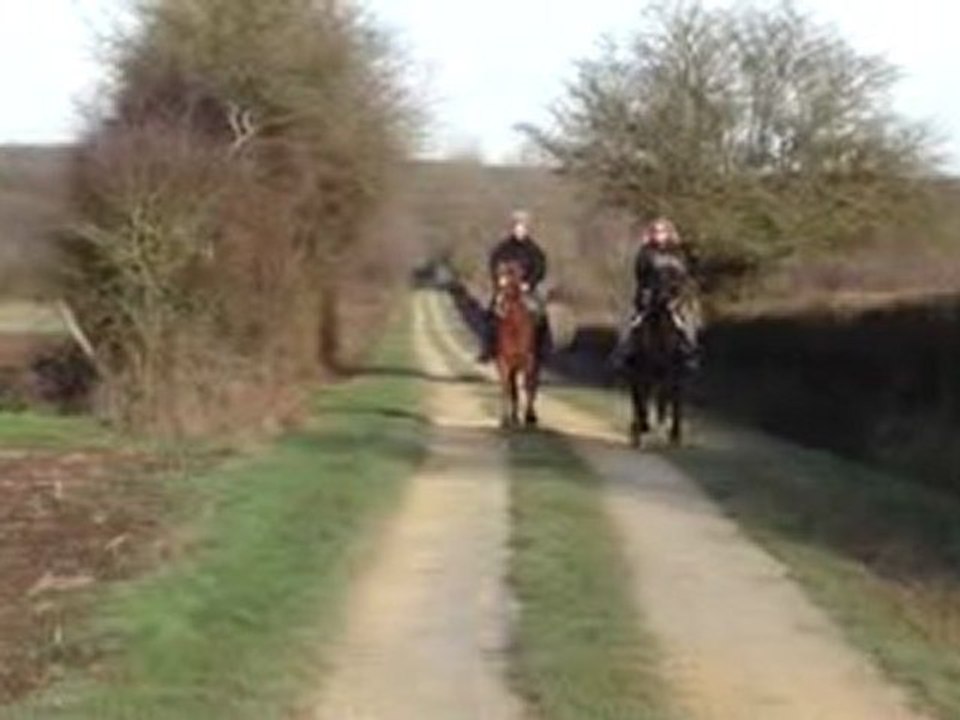 Pur Sang Arabe et Rocky Mountain Horse au galop