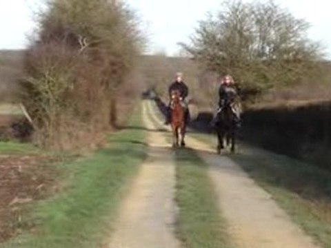 Pur Sang Arabe et Rocky Mountain Horse au galop