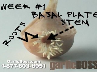 Garlic Roots Growing So Wild