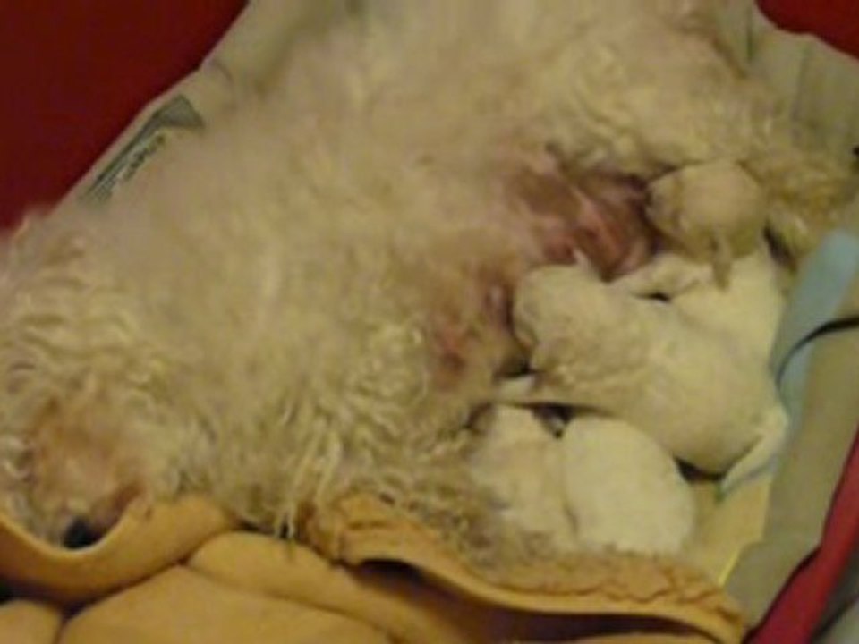 24/12/2009 La têtée des bébés de Camomille