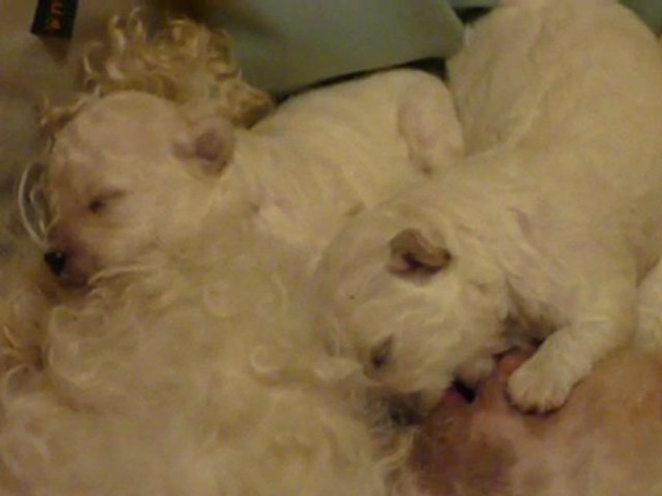 24/12/2009 2 chiots de Camomille au travail ...