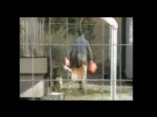 LAMBS . quando i cani.. siamo noi ( canile monterotondo )