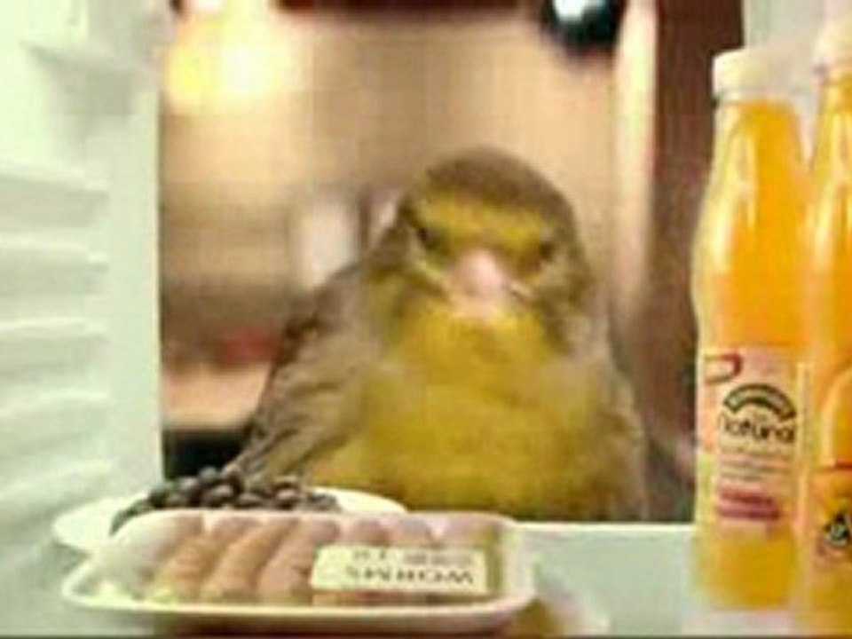 PAJARO MILLONARIO