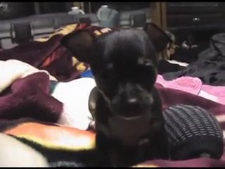 Manchita el chihuahua vs calcetines apestosos