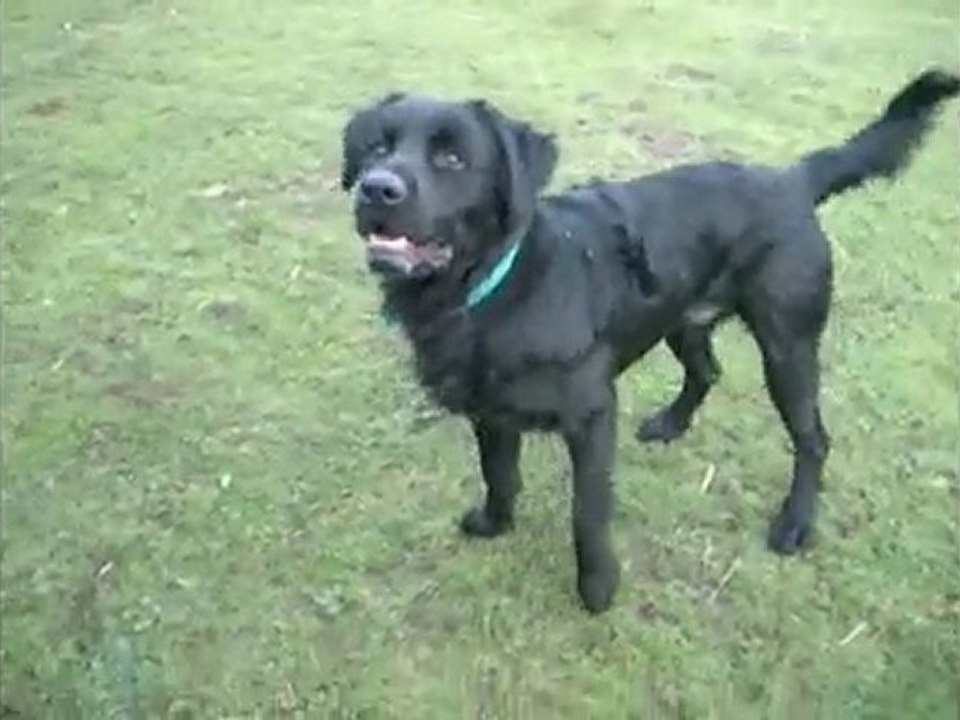 Sniper (croisé Labrador noir)