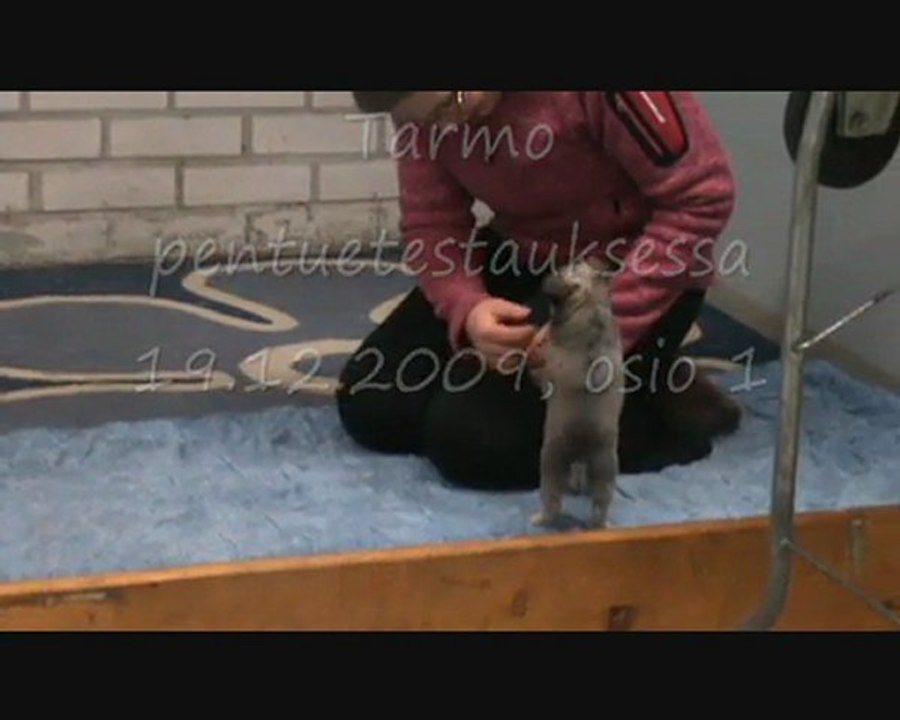 Tarmo 1