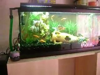 mon aquarium