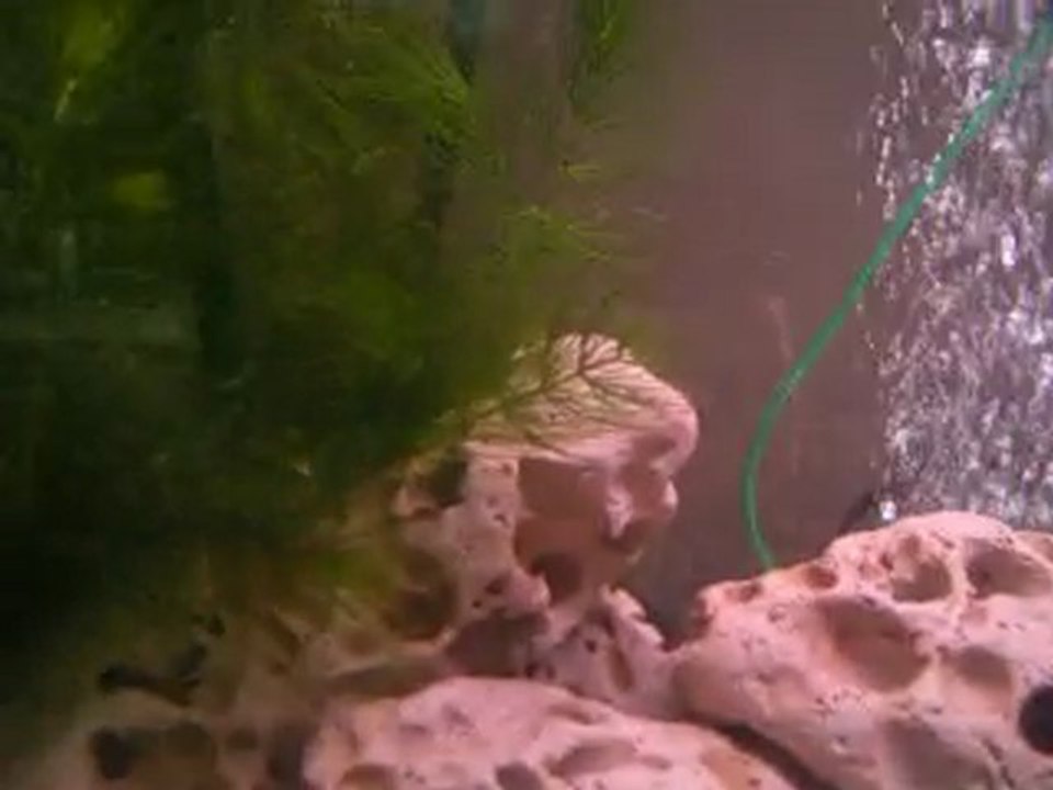 Mon aquarium 100 litres