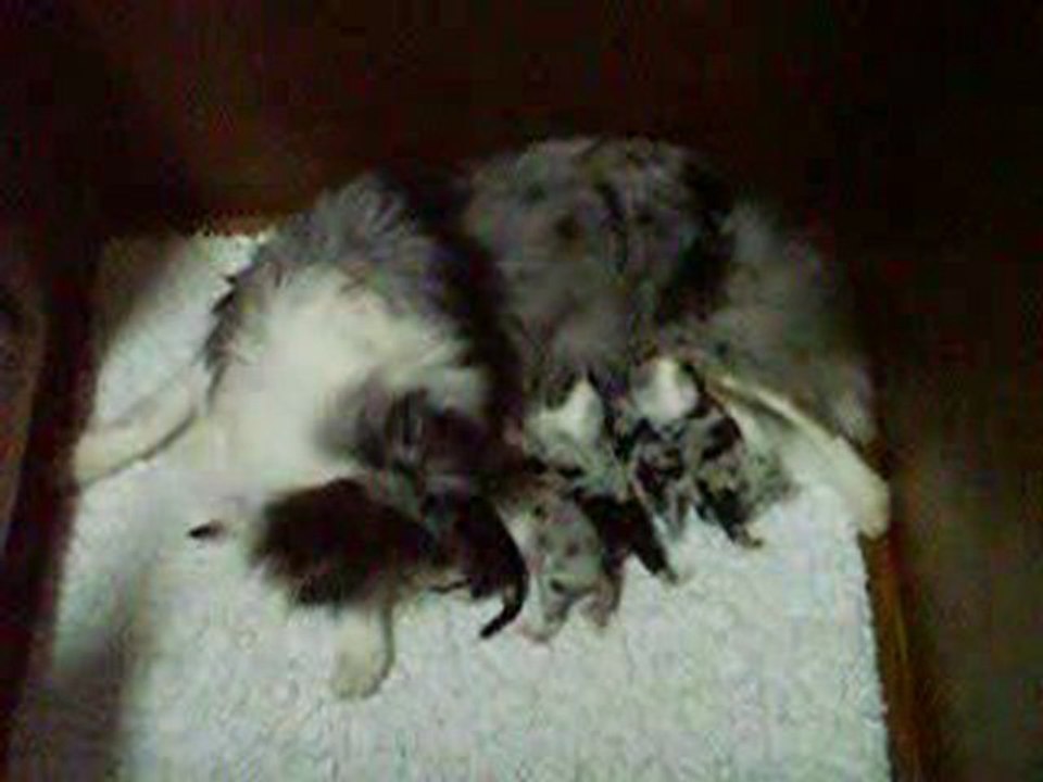 TWINKLE BLUE et ses bébés le 27 décembre 2009