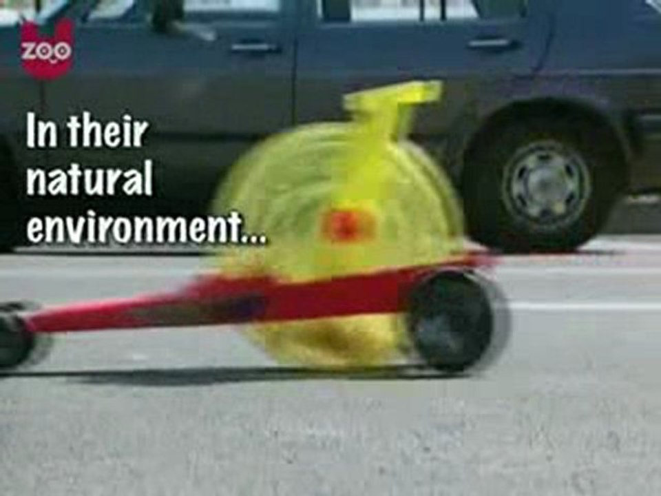 Hamster Drag Racing