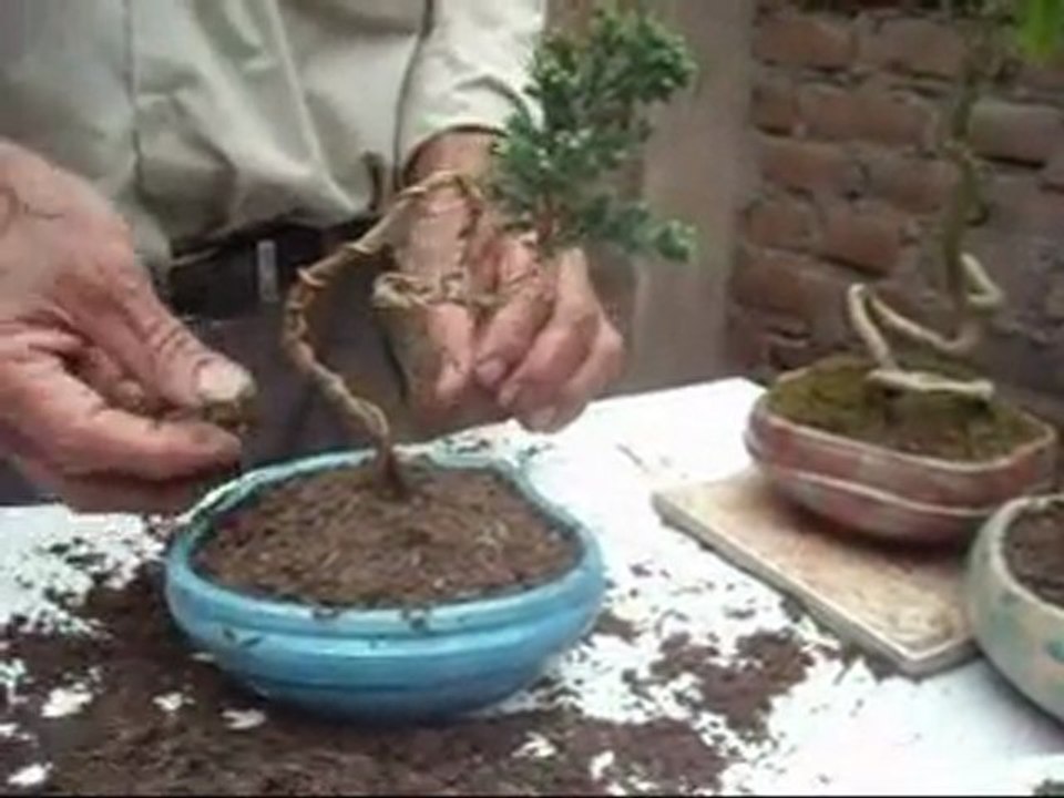 Transplantando un bunjin