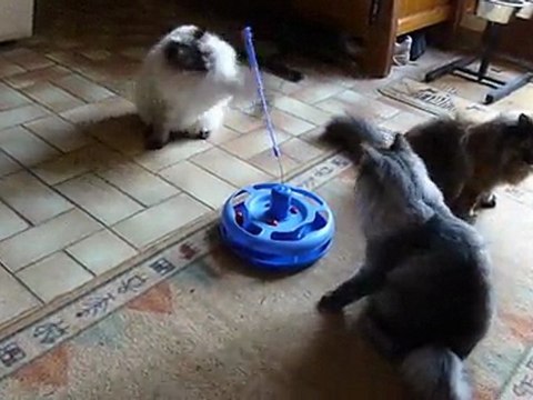 Les sibériens et le Kitty go crazy... bof bof, ce jeu ^_^