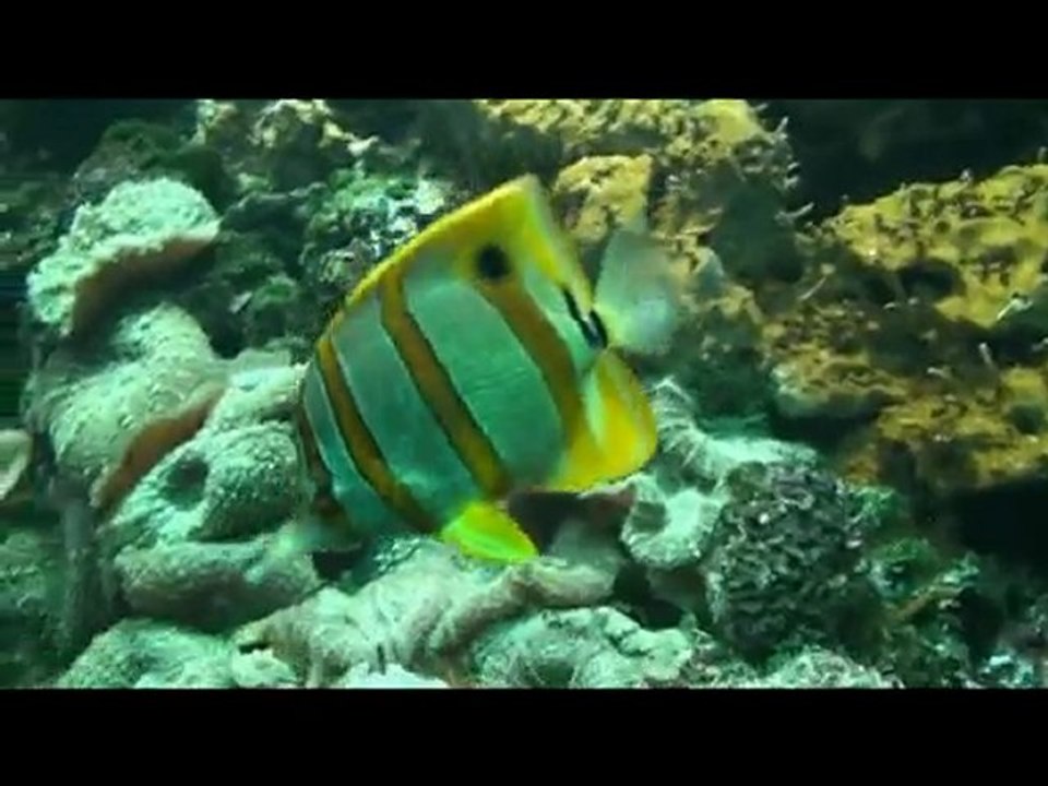 michel Sardou Et si l'on revient moins riches