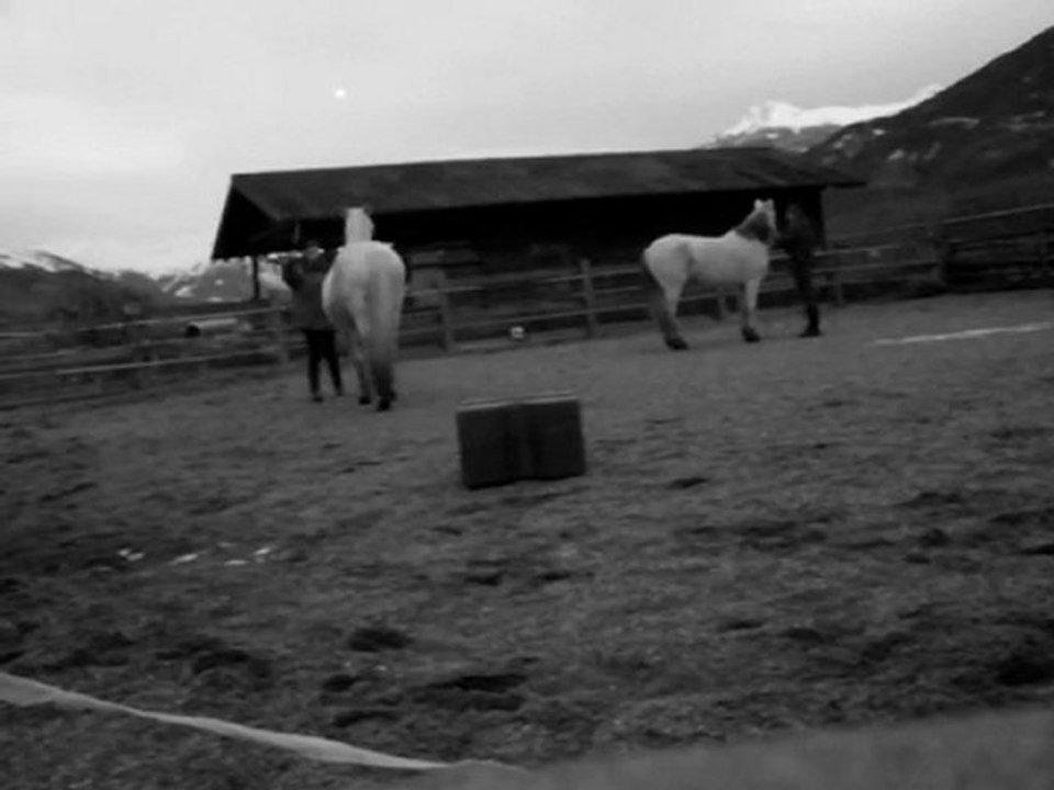 Kazo 26 Decembre paddock 09'