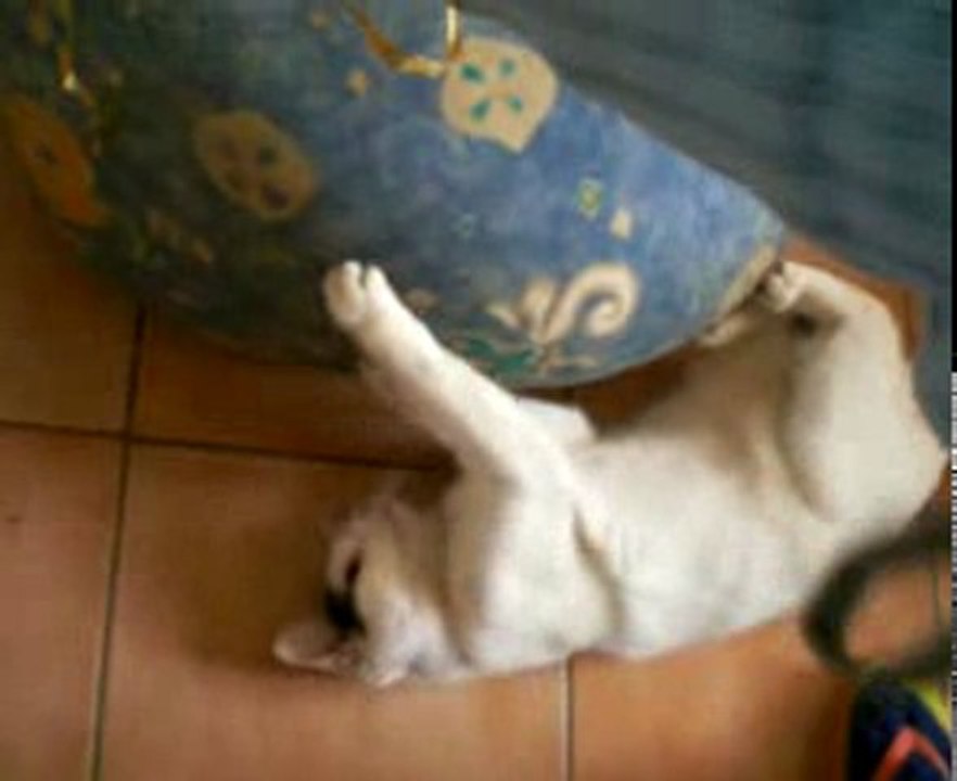 Gypsie fait sa folle