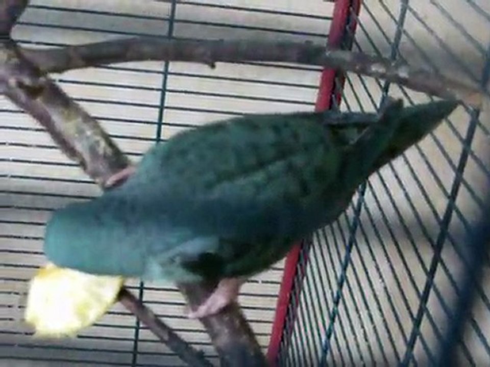 perruche catherine turquoise