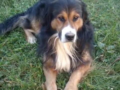 Christmas - Barking Dogs & Meowing Cats sing Jingle Bells