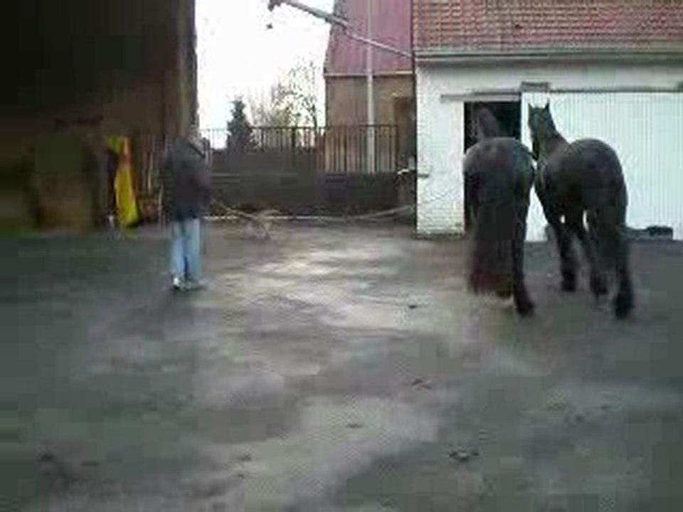 Apprentissage pour attelage en duo