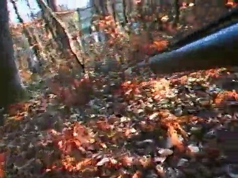 chasse a la becasse au chien d'arret